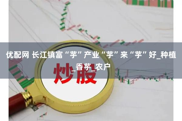优配网 长江镇富“芋”产业“芋”来“芋”好_种植_香芋_农户